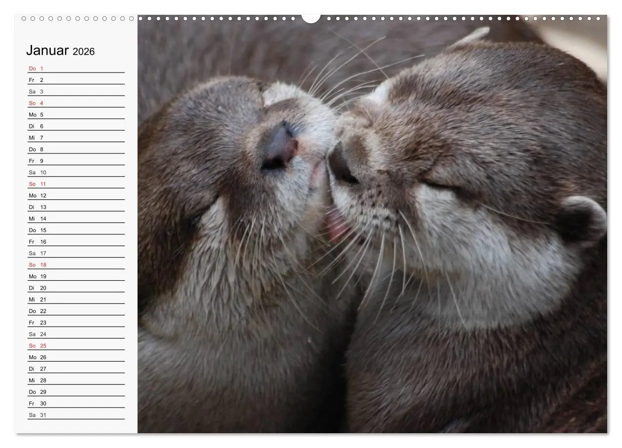 Bild: 9783457972731 | Seehunde und Otter. Putzige Gesellen, perfekte Schwimmer...