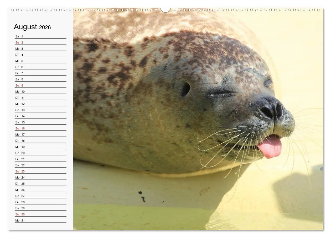 Bild: 9783457972731 | Seehunde und Otter. Putzige Gesellen, perfekte Schwimmer...