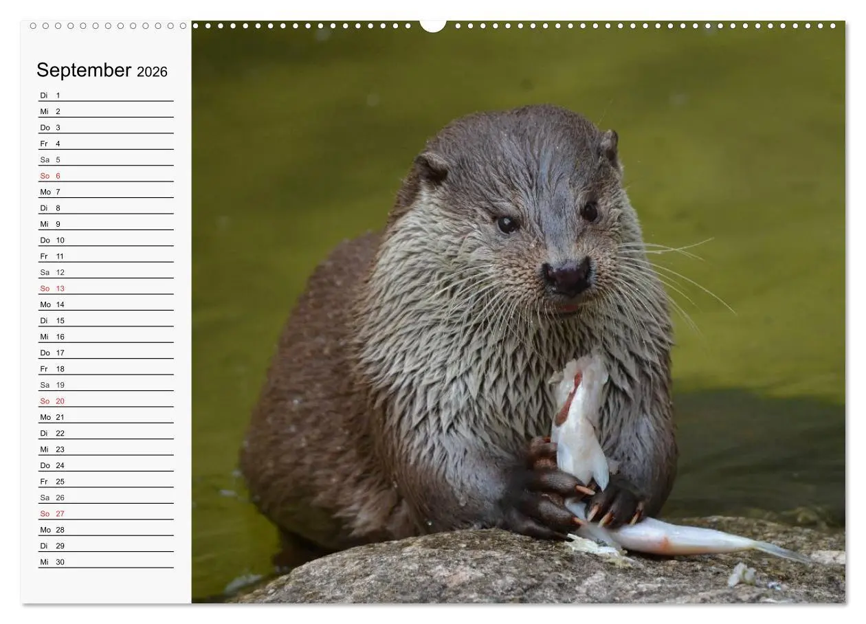 Bild: 9783457972731 | Seehunde und Otter. Putzige Gesellen, perfekte Schwimmer...