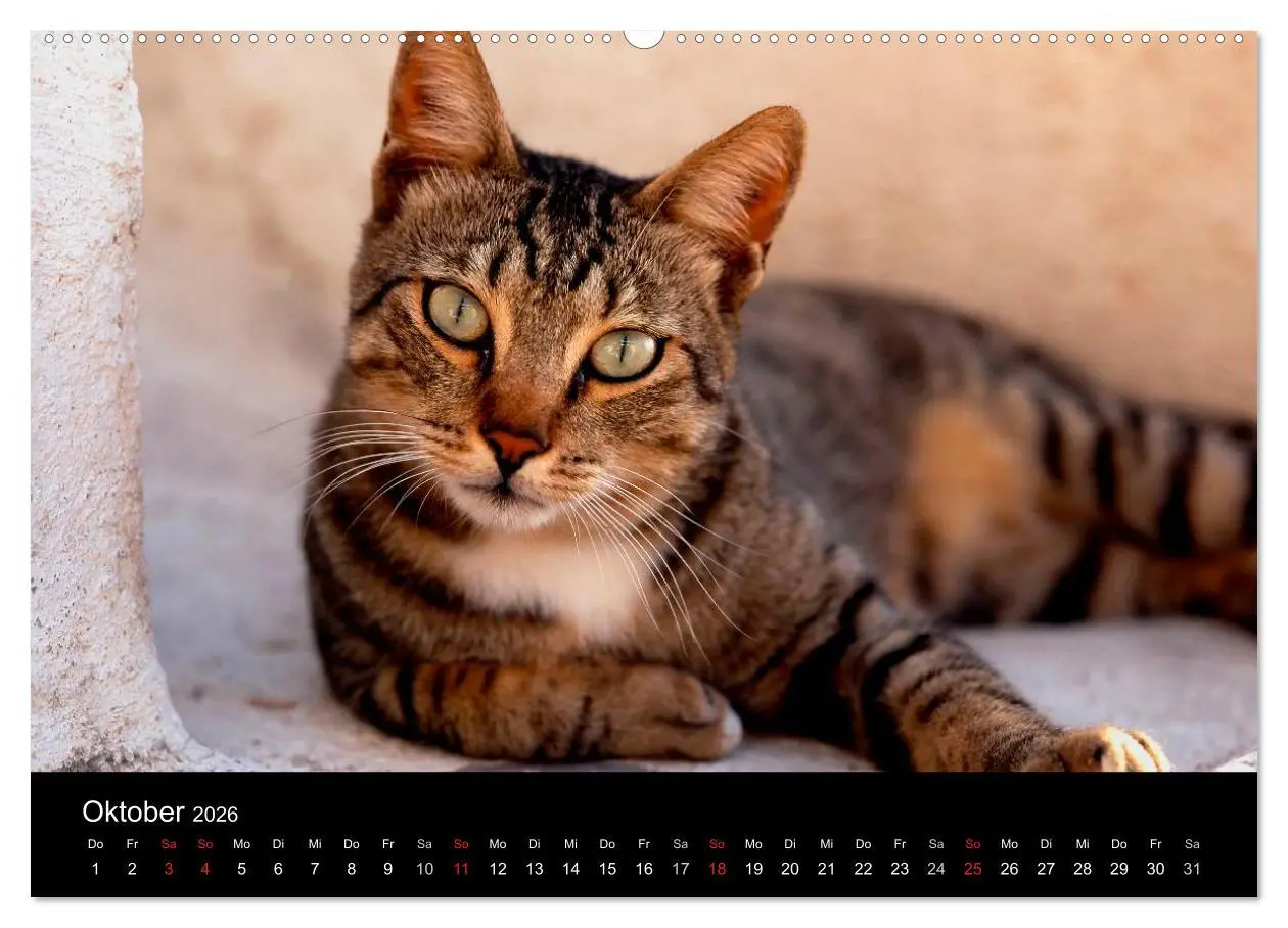 Bild: 9783516202731 | Katzen (Wandkalender 2026 DIN A2 quer), CALVENDO Monatskalender | 2026