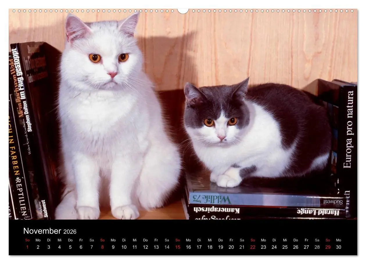 Bild: 9783516202731 | Katzen (Wandkalender 2026 DIN A2 quer), CALVENDO Monatskalender | 2026
