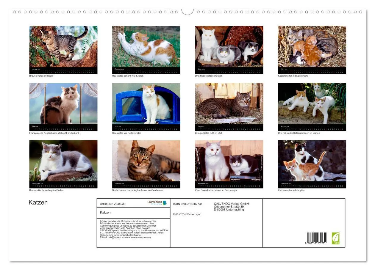 Bild: 9783516202731 | Katzen (Wandkalender 2026 DIN A2 quer), CALVENDO Monatskalender | 2026