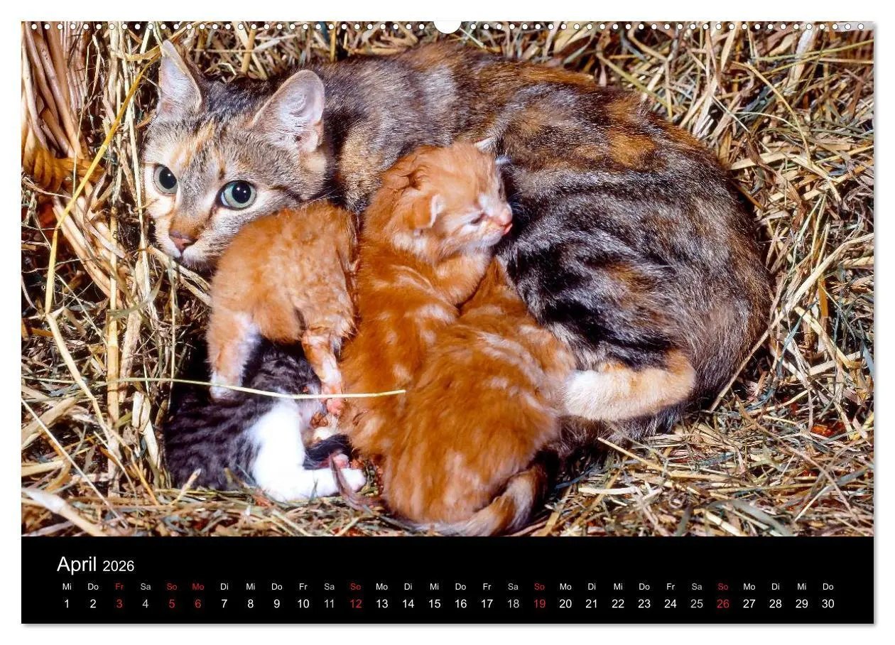 Bild: 9783516202731 | Katzen (Wandkalender 2026 DIN A2 quer), CALVENDO Monatskalender | 2026
