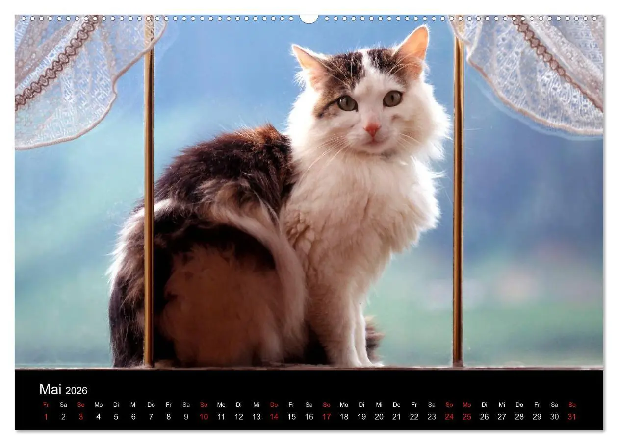 Bild: 9783516202731 | Katzen (Wandkalender 2026 DIN A2 quer), CALVENDO Monatskalender | 2026