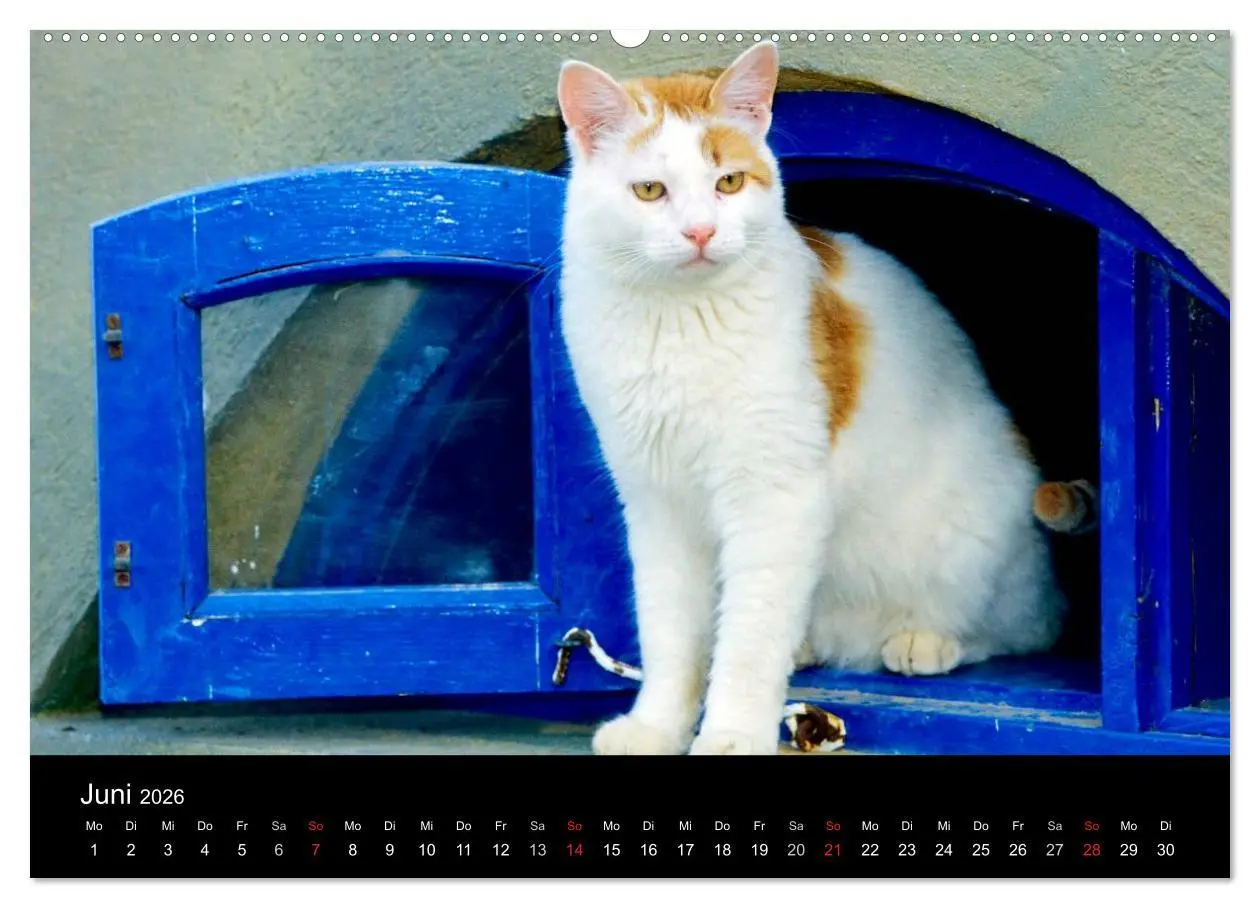 Bild: 9783516202731 | Katzen (Wandkalender 2026 DIN A2 quer), CALVENDO Monatskalender | 2026