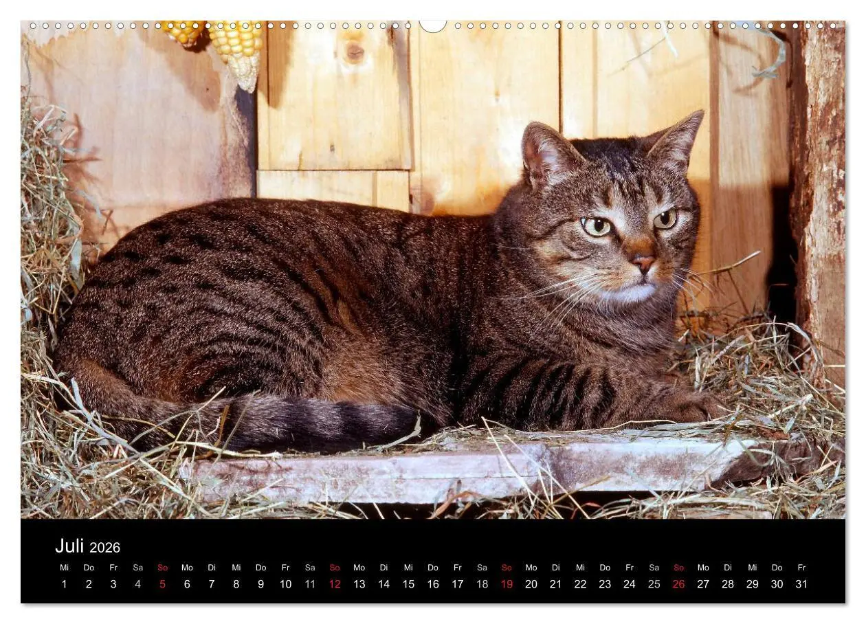 Bild: 9783516202731 | Katzen (Wandkalender 2026 DIN A2 quer), CALVENDO Monatskalender | 2026