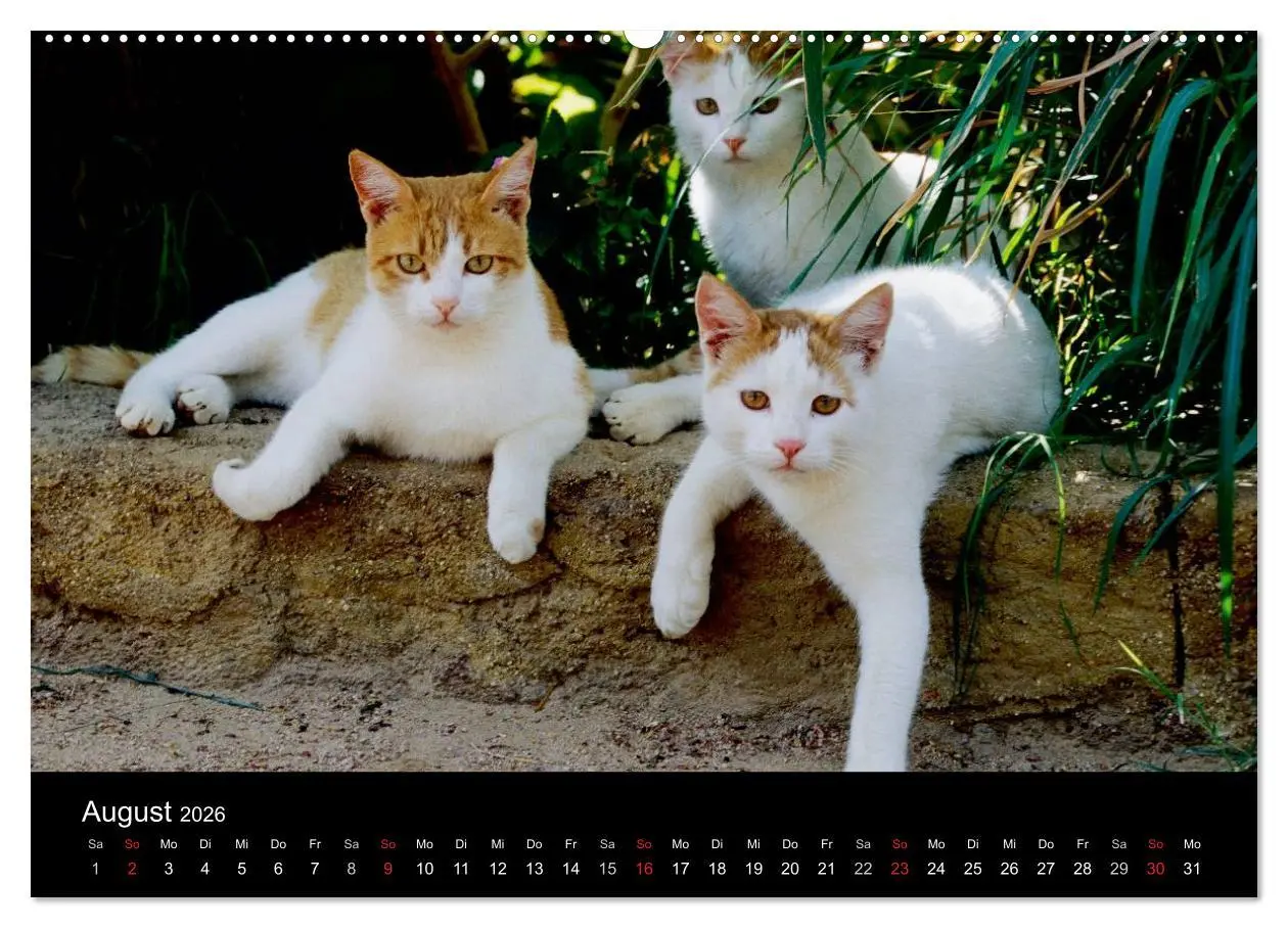 Bild: 9783516202731 | Katzen (Wandkalender 2026 DIN A2 quer), CALVENDO Monatskalender | 2026