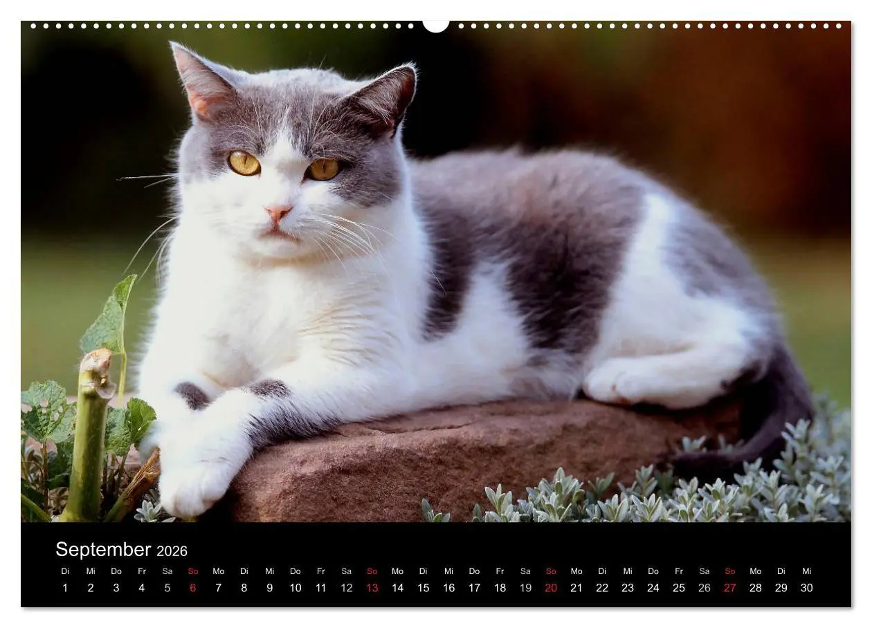 Bild: 9783516202731 | Katzen (Wandkalender 2026 DIN A2 quer), CALVENDO Monatskalender | 2026
