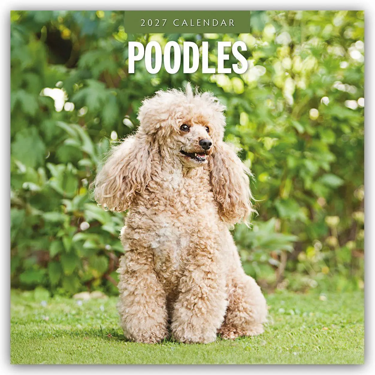 Cover: 9781837012831 | Poodles - Pudel 2027 - 16-Monatskalender | Robin Red | Kalender | 2027