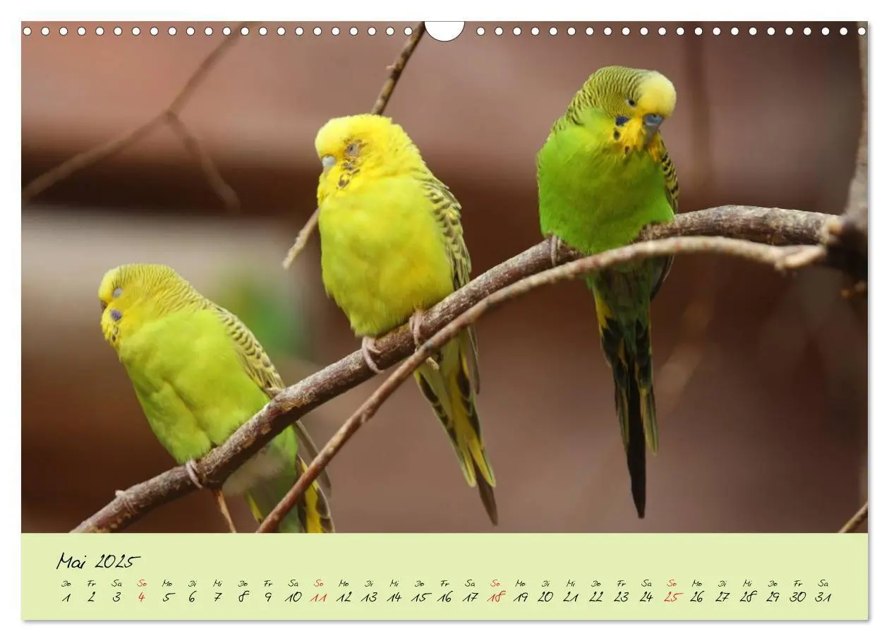 Bild: 9783435792931 | Wellensittiche - Gefiederte Freunde (Wandkalender 2025 DIN A3...