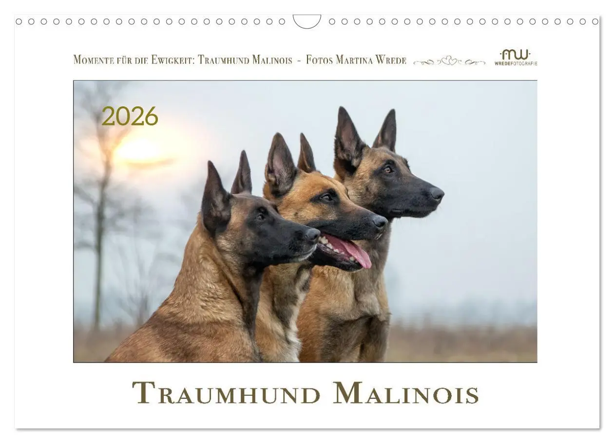 Cover: 9783457262931 | Traumhund Malinois (Wandkalender 2026 DIN A3 quer), CALVENDO...