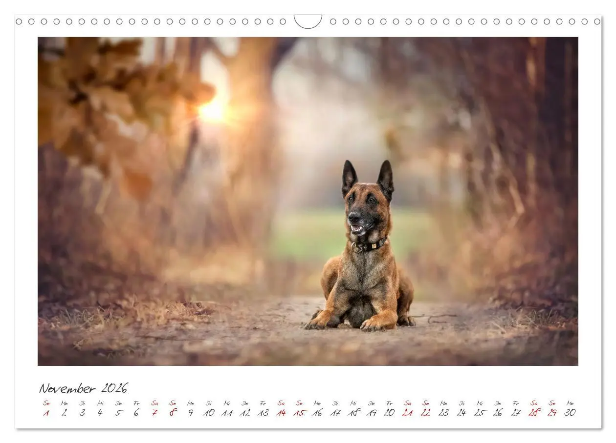 Bild: 9783457262931 | Traumhund Malinois (Wandkalender 2026 DIN A3 quer), CALVENDO...
