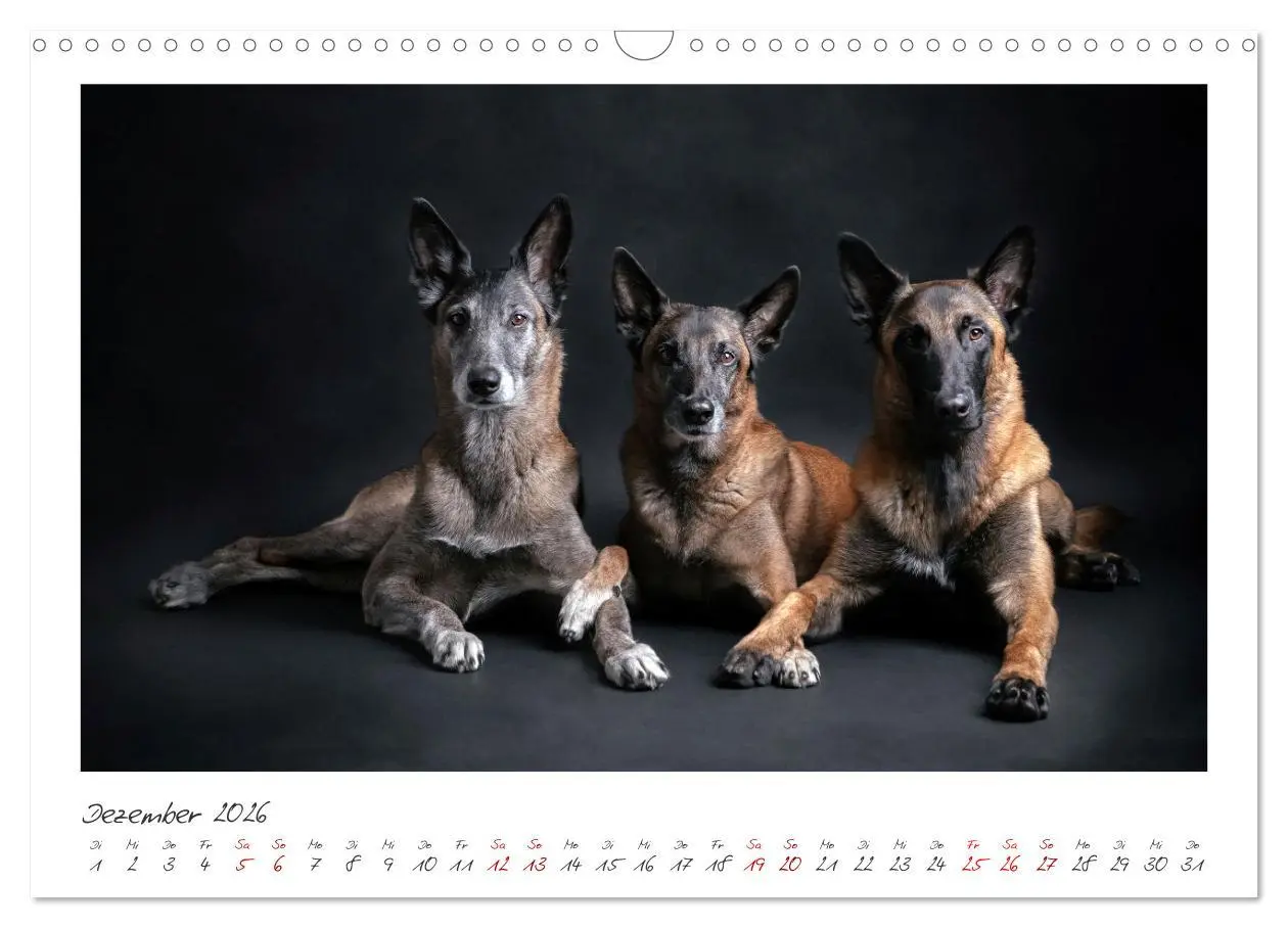 Bild: 9783457262931 | Traumhund Malinois (Wandkalender 2026 DIN A3 quer), CALVENDO...