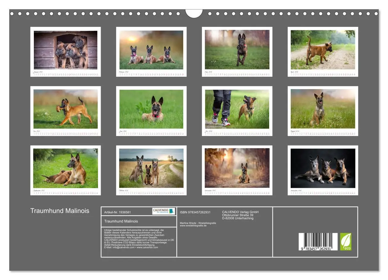Bild: 9783457262931 | Traumhund Malinois (Wandkalender 2026 DIN A3 quer), CALVENDO...