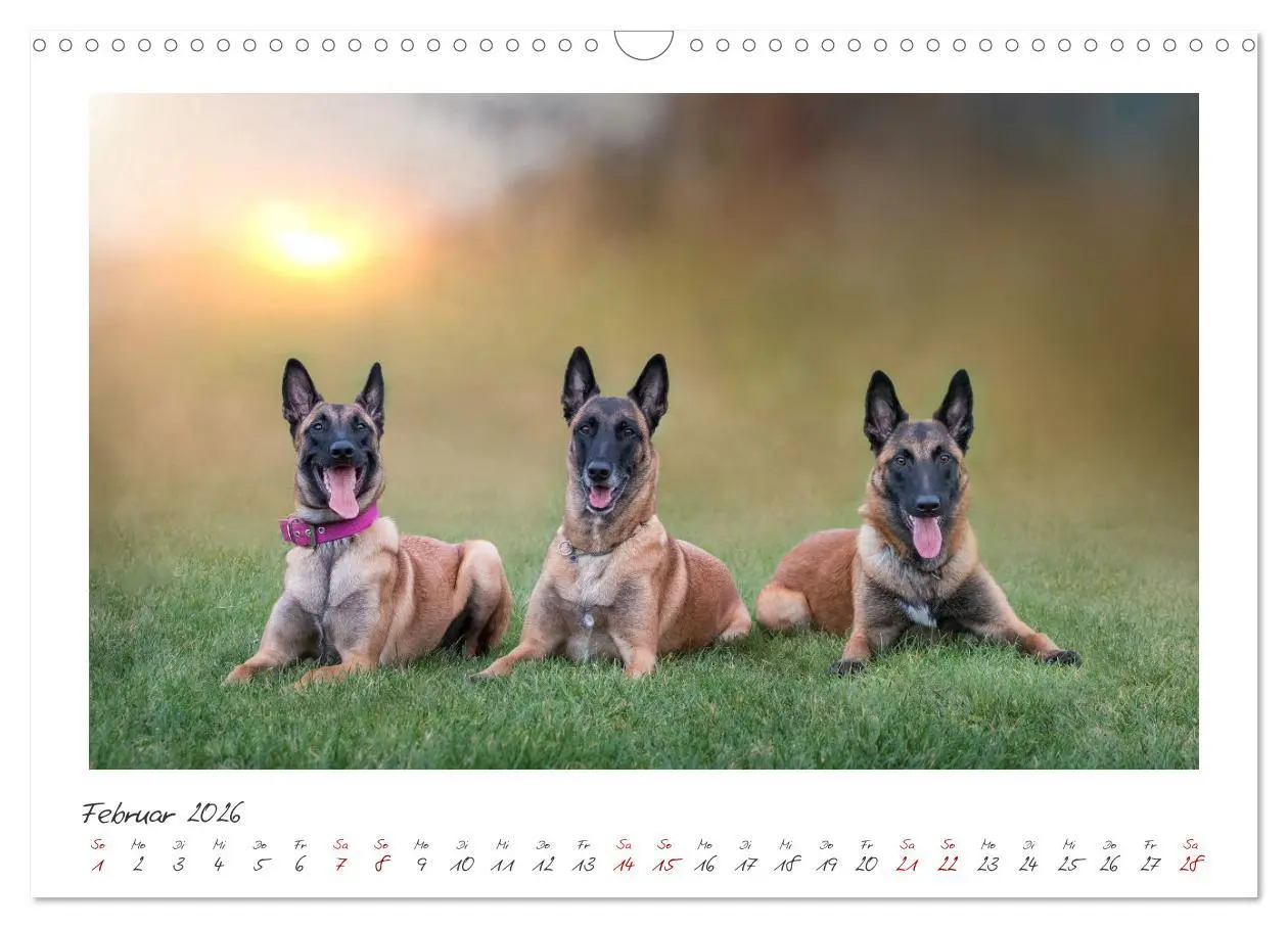 Bild: 9783457262931 | Traumhund Malinois (Wandkalender 2026 DIN A3 quer), CALVENDO...