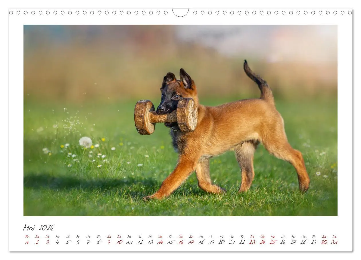 Bild: 9783457262931 | Traumhund Malinois (Wandkalender 2026 DIN A3 quer), CALVENDO...