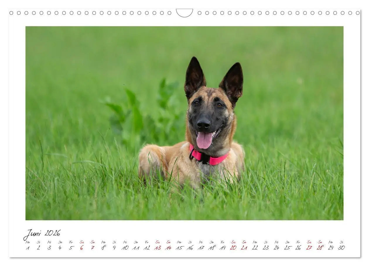 Bild: 9783457262931 | Traumhund Malinois (Wandkalender 2026 DIN A3 quer), CALVENDO...