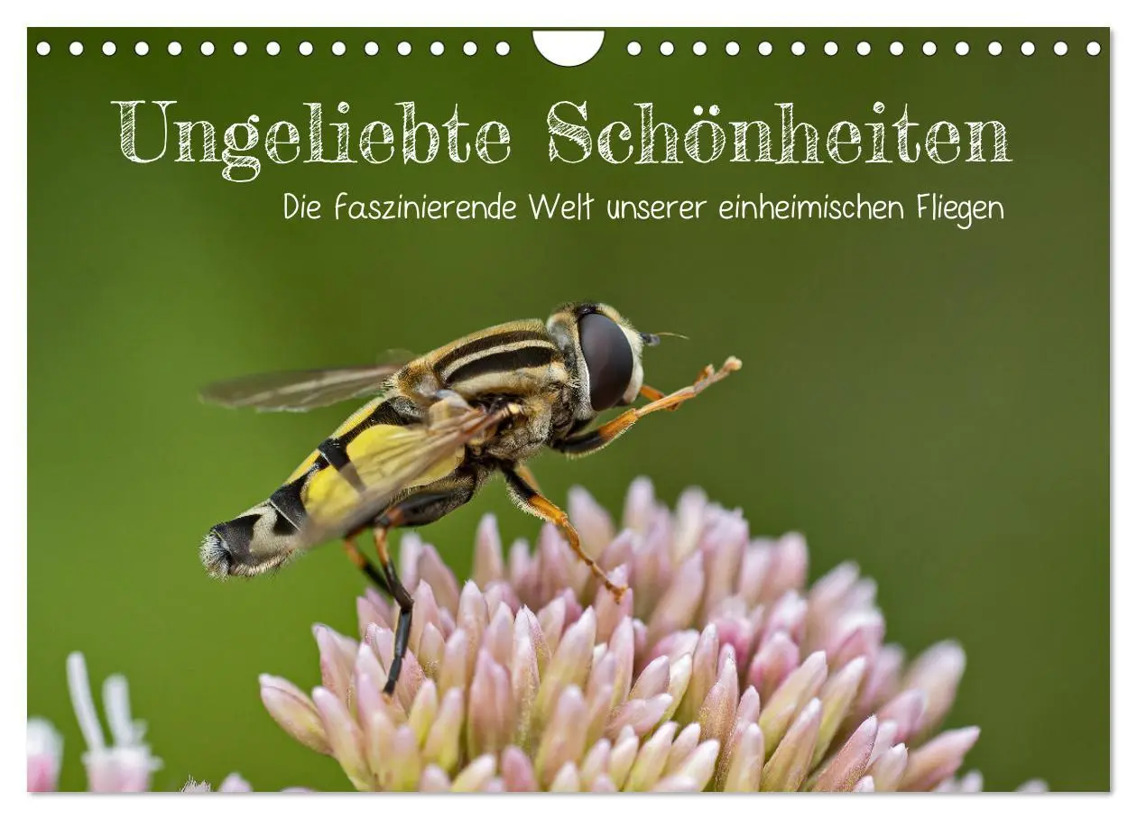 Cover: 9783457572931 | Ungeliebte Schönheiten - die faszinierende Welt unserer heimischen...