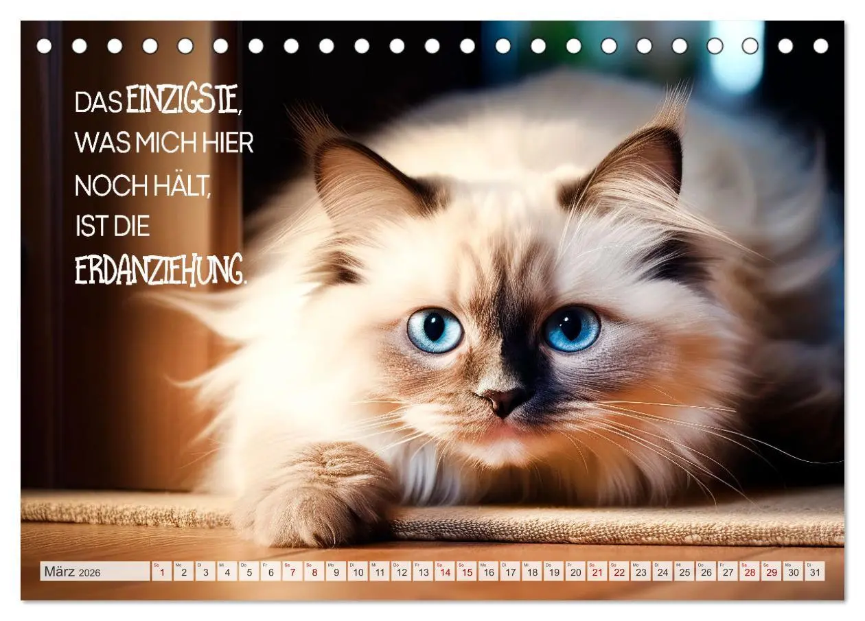 Bild: 9783457463031 | Süße Katzen und coole Sprüche (Tischkalender 2026 DIN A5 quer),...