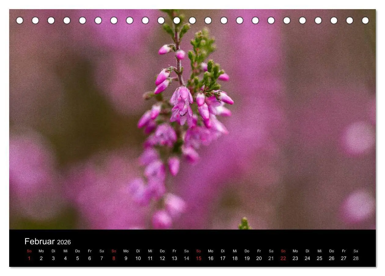 Bild: 9783516173031 | Lüneburger Heide (Tischkalender 2026 DIN A5 quer), CALVENDO...