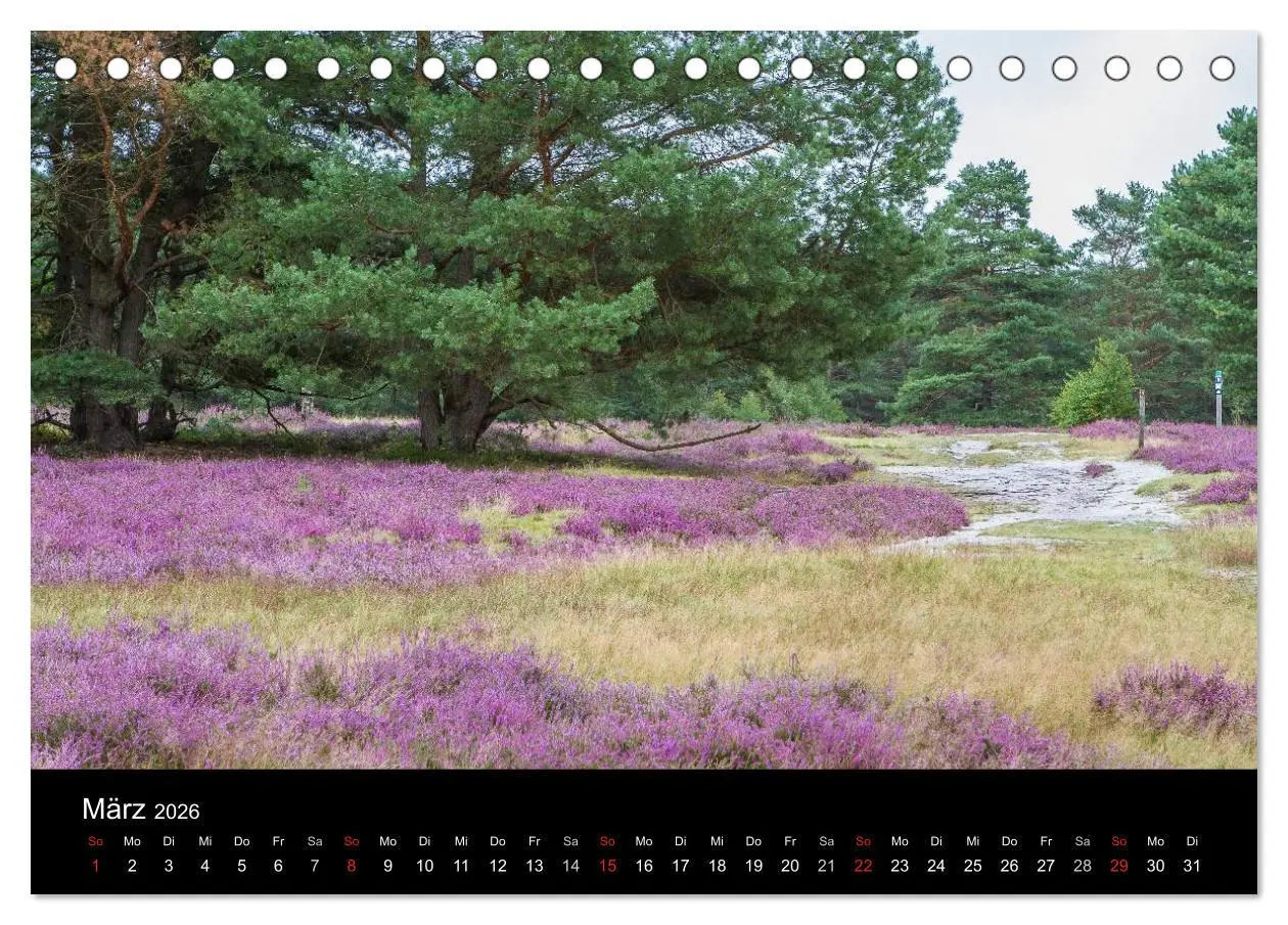 Bild: 9783516173031 | Lüneburger Heide (Tischkalender 2026 DIN A5 quer), CALVENDO...