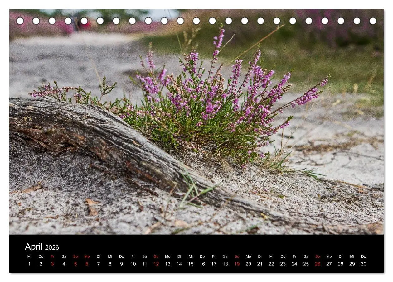 Bild: 9783516173031 | Lüneburger Heide (Tischkalender 2026 DIN A5 quer), CALVENDO...