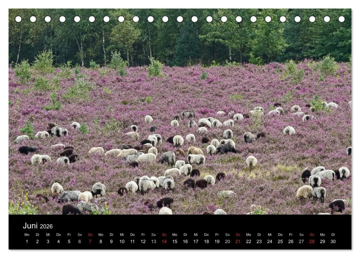 Bild: 9783516173031 | Lüneburger Heide (Tischkalender 2026 DIN A5 quer), CALVENDO...