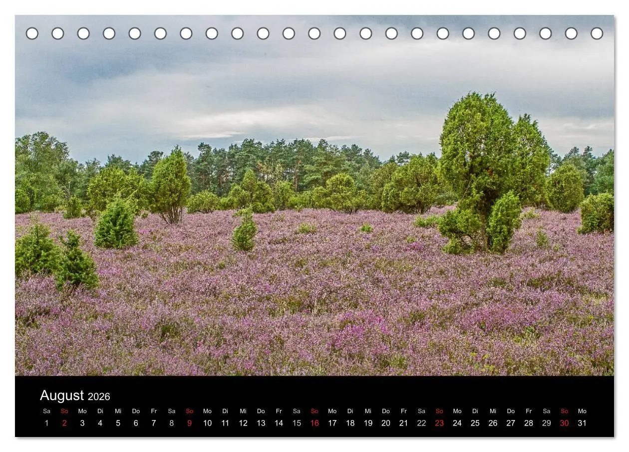 Bild: 9783516173031 | Lüneburger Heide (Tischkalender 2026 DIN A5 quer), CALVENDO...