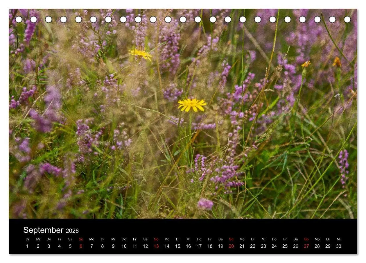 Bild: 9783516173031 | Lüneburger Heide (Tischkalender 2026 DIN A5 quer), CALVENDO...