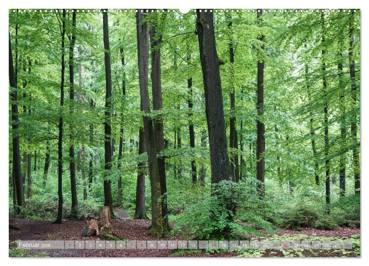 Bild: 9783457693131 | Teutoburger Wald - Natur und Kultur (hochwertiger Premium...