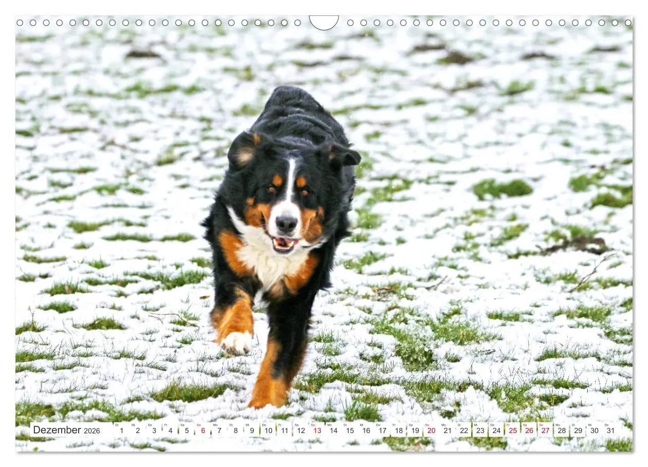Bild: 9783457833131 | Berner Sennenhunde machen glücklich (Wandkalender 2026 DIN A3...