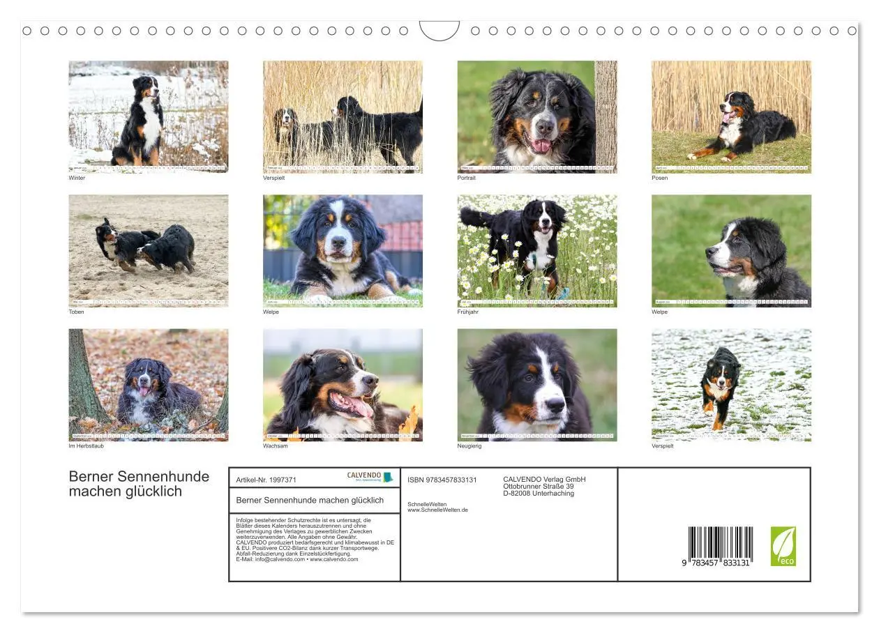 Bild: 9783457833131 | Berner Sennenhunde machen glücklich (Wandkalender 2026 DIN A3...