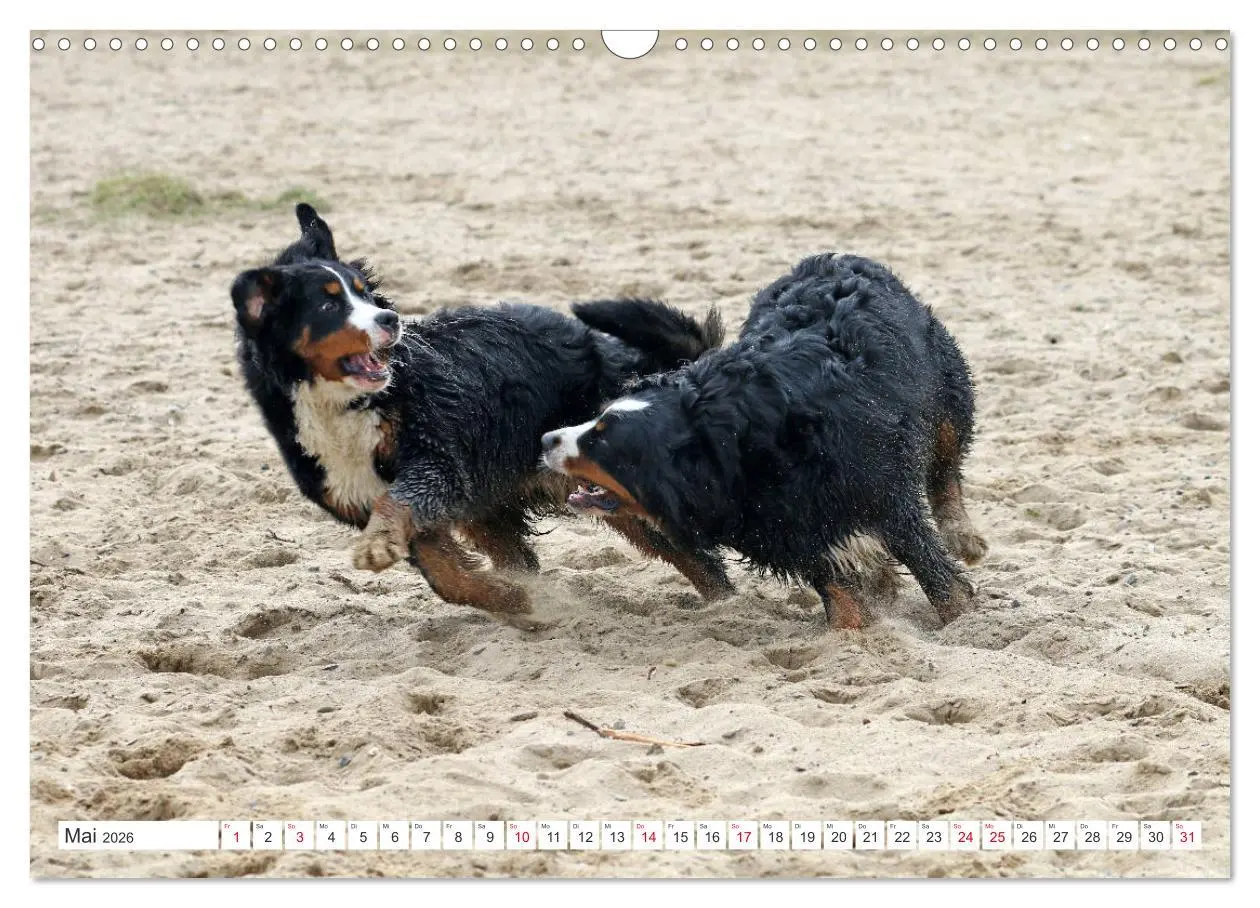 Bild: 9783457833131 | Berner Sennenhunde machen glücklich (Wandkalender 2026 DIN A3...