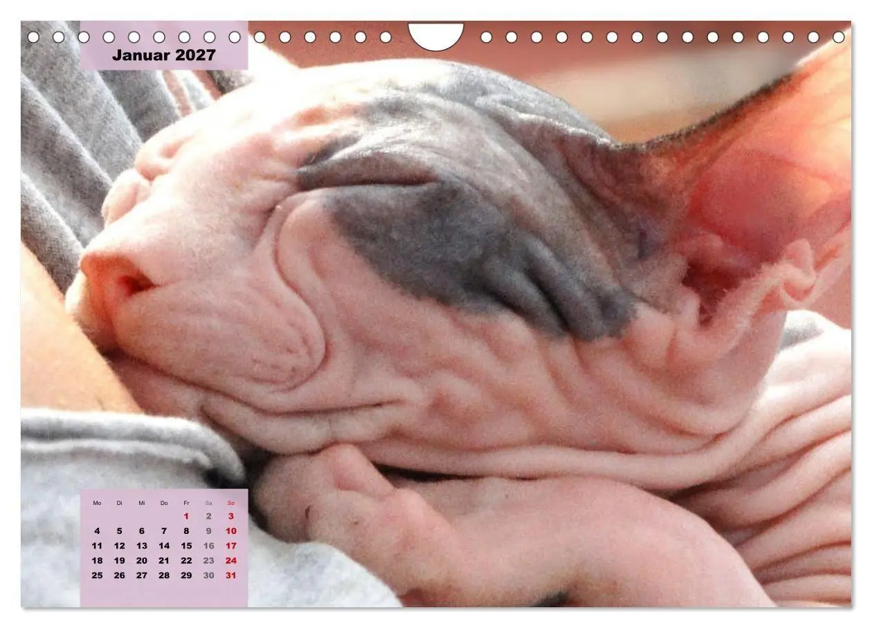 Bild: 9783569493131 | Sphinx. Grazile und anmutige Nacktkatzen (Wandkalender 2027 DIN A4...