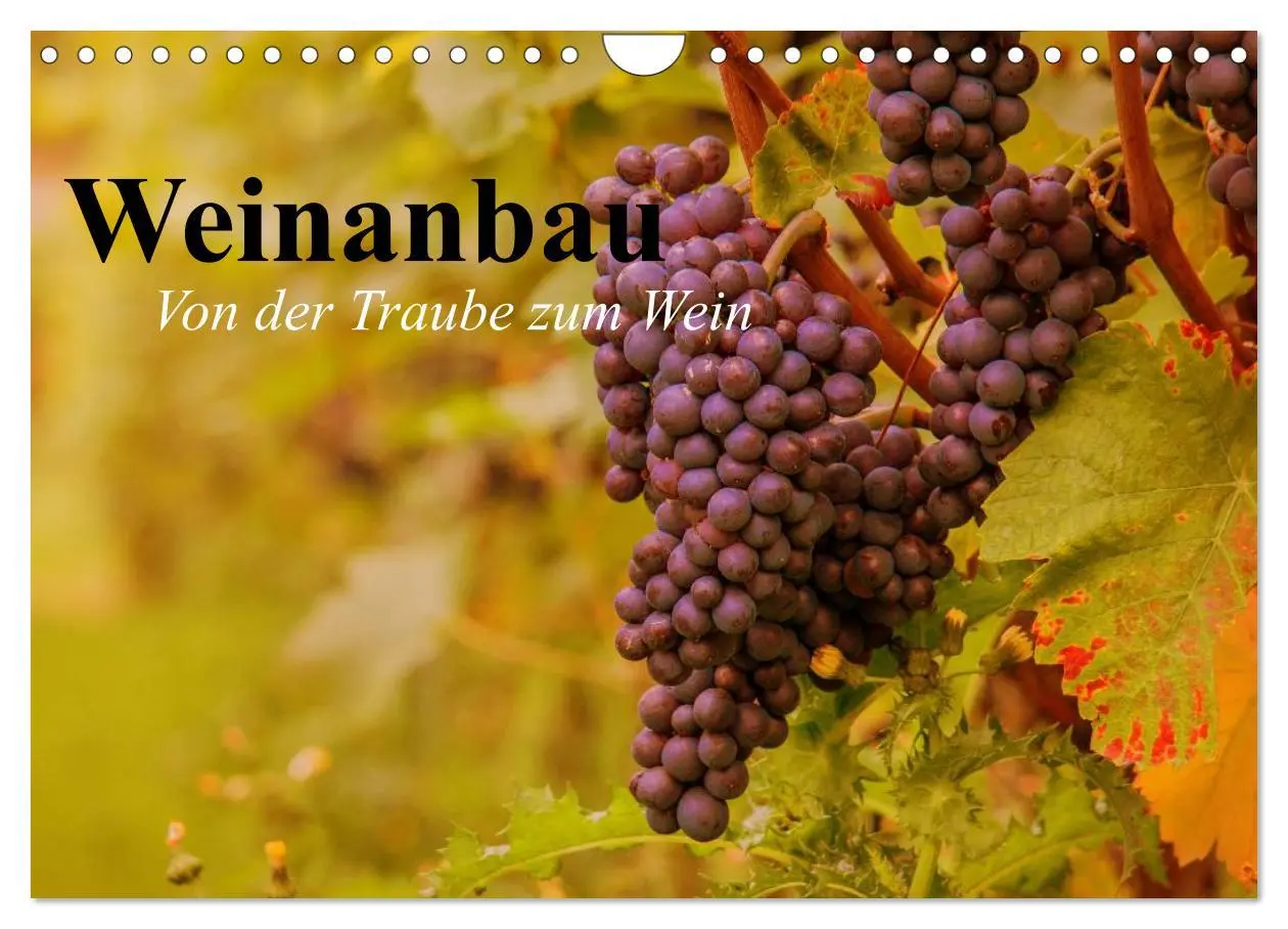 Cover: 9783457983331 | Weinanbau. Von der Traube zum Wein (Wandkalender 2026 DIN A4 quer),...