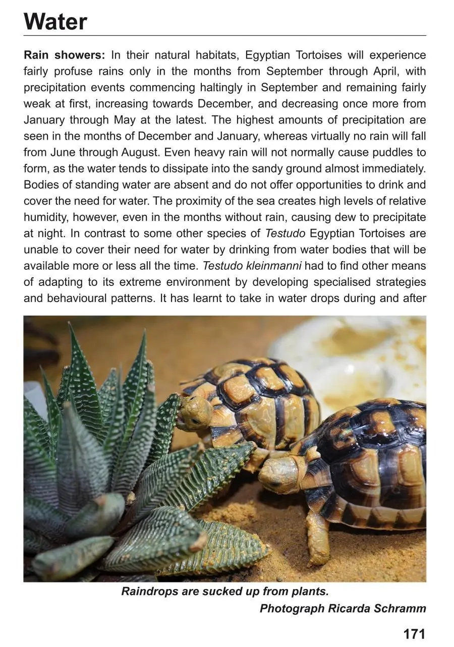 Bild: 9783000623431 | The Egyptian Tortoise, Testudo kleinmanni Lortet, 1883 | Taschenbuch