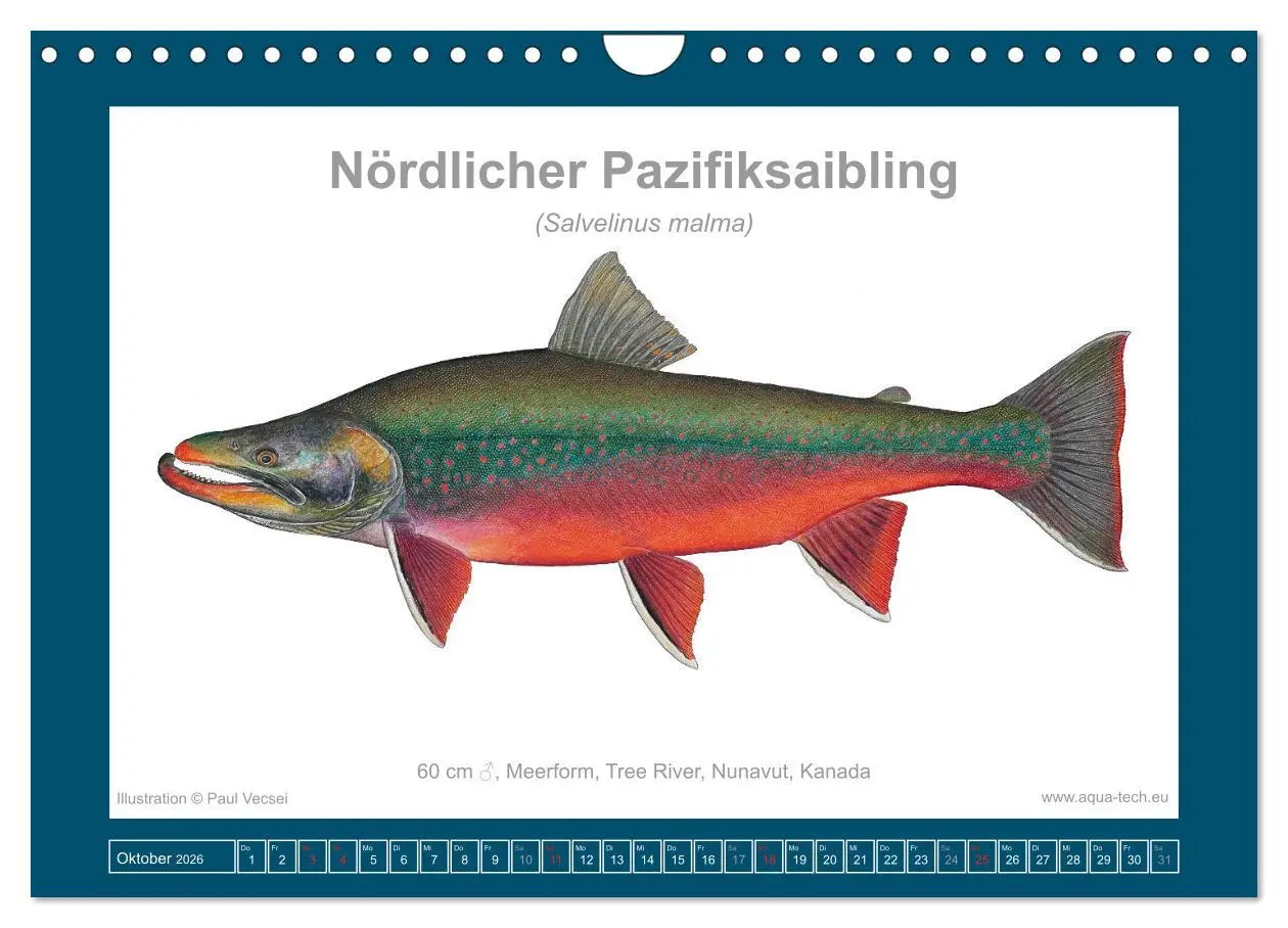 Bild: 9783516503531 | Fisch als Kunst 2026: Amerikanische Saiblinge (Wandkalender 2026...