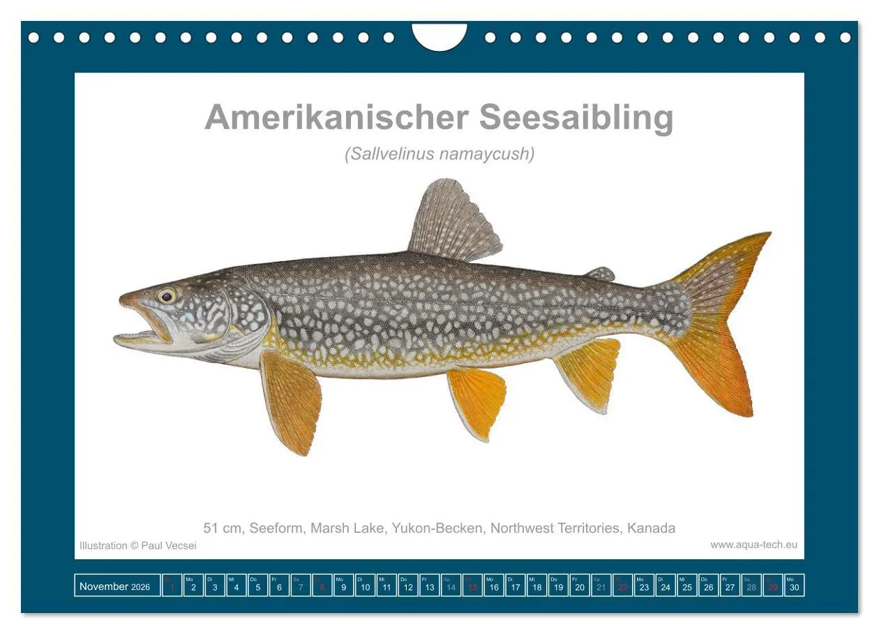 Bild: 9783516503531 | Fisch als Kunst 2026: Amerikanische Saiblinge (Wandkalender 2026...