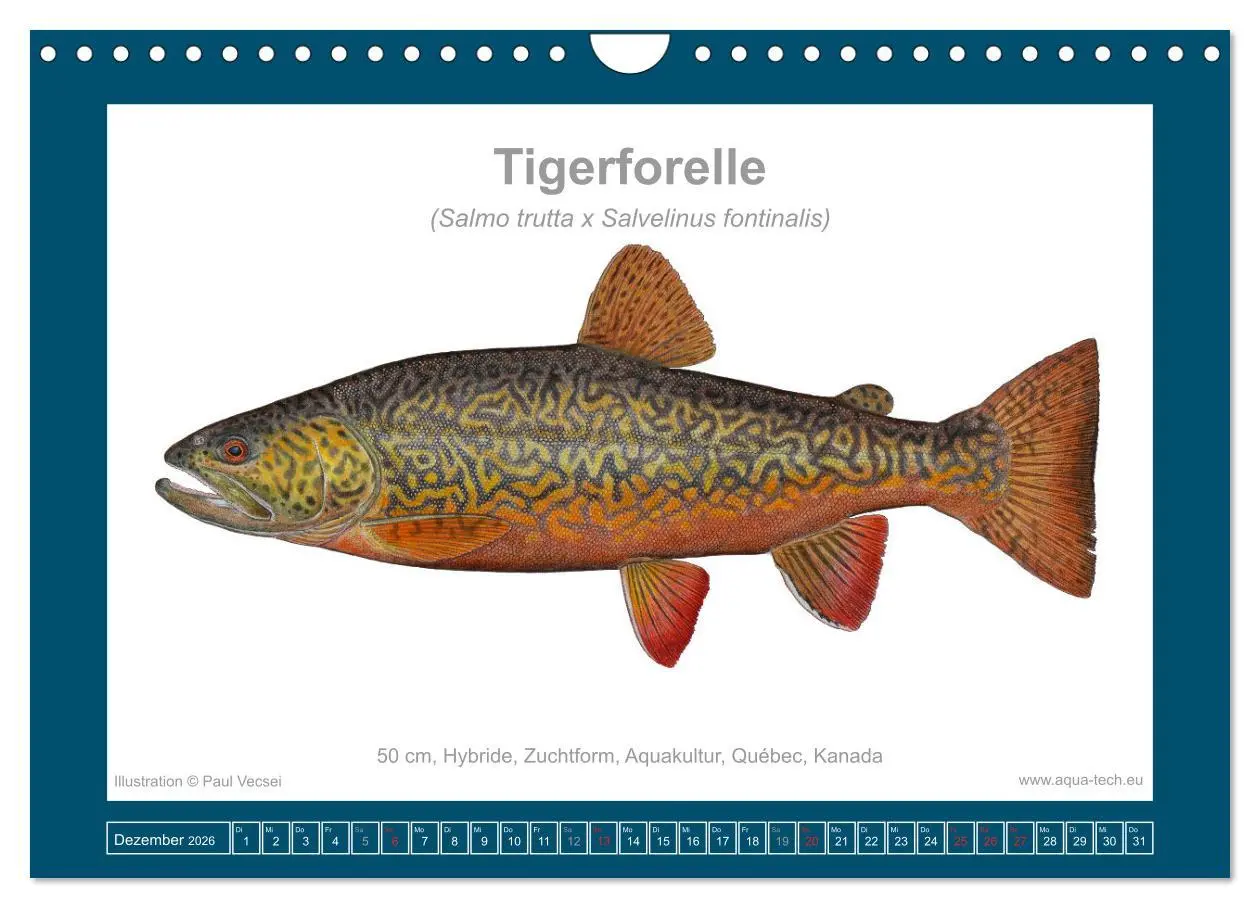 Bild: 9783516503531 | Fisch als Kunst 2026: Amerikanische Saiblinge (Wandkalender 2026...