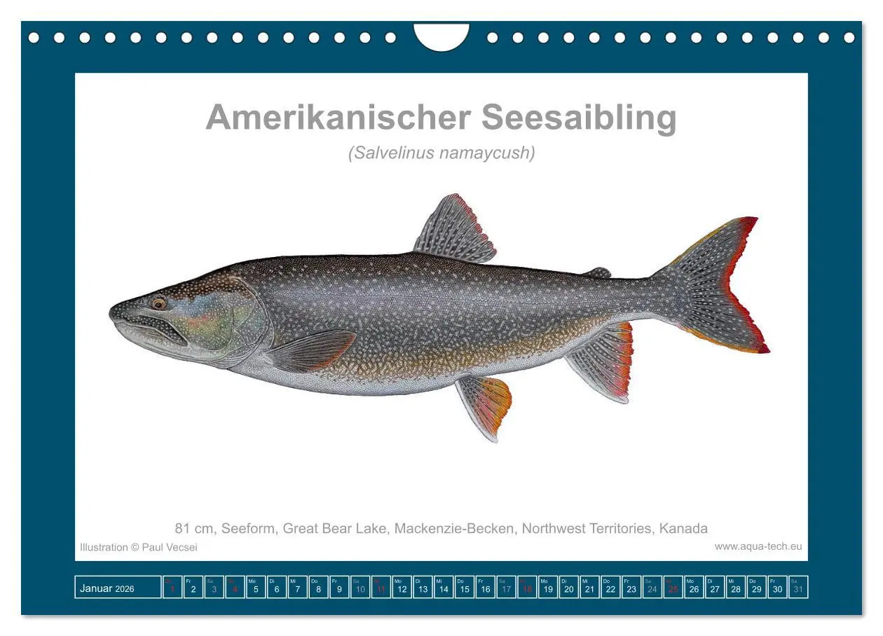 Bild: 9783516503531 | Fisch als Kunst 2026: Amerikanische Saiblinge (Wandkalender 2026...