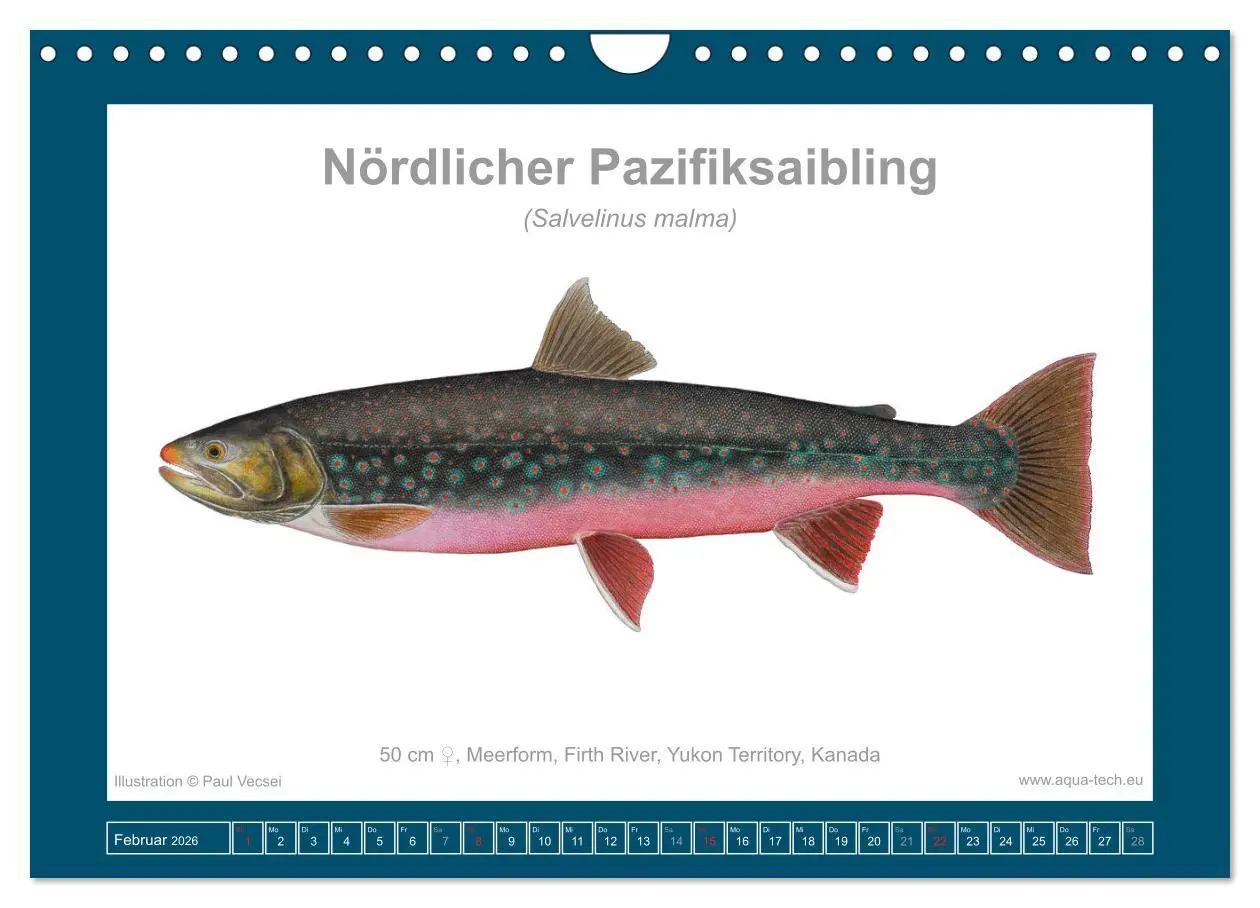 Bild: 9783516503531 | Fisch als Kunst 2026: Amerikanische Saiblinge (Wandkalender 2026...