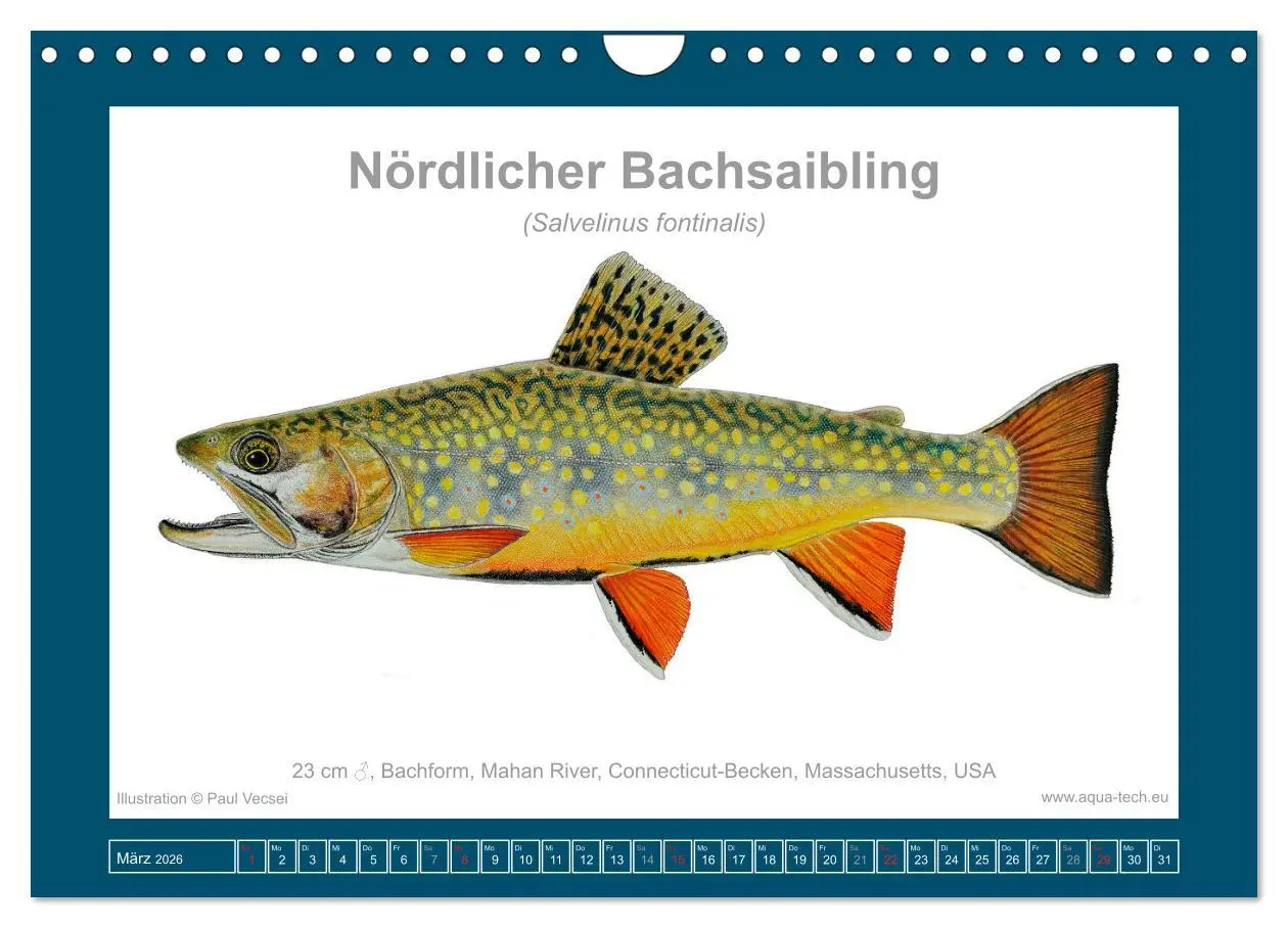 Bild: 9783516503531 | Fisch als Kunst 2026: Amerikanische Saiblinge (Wandkalender 2026...