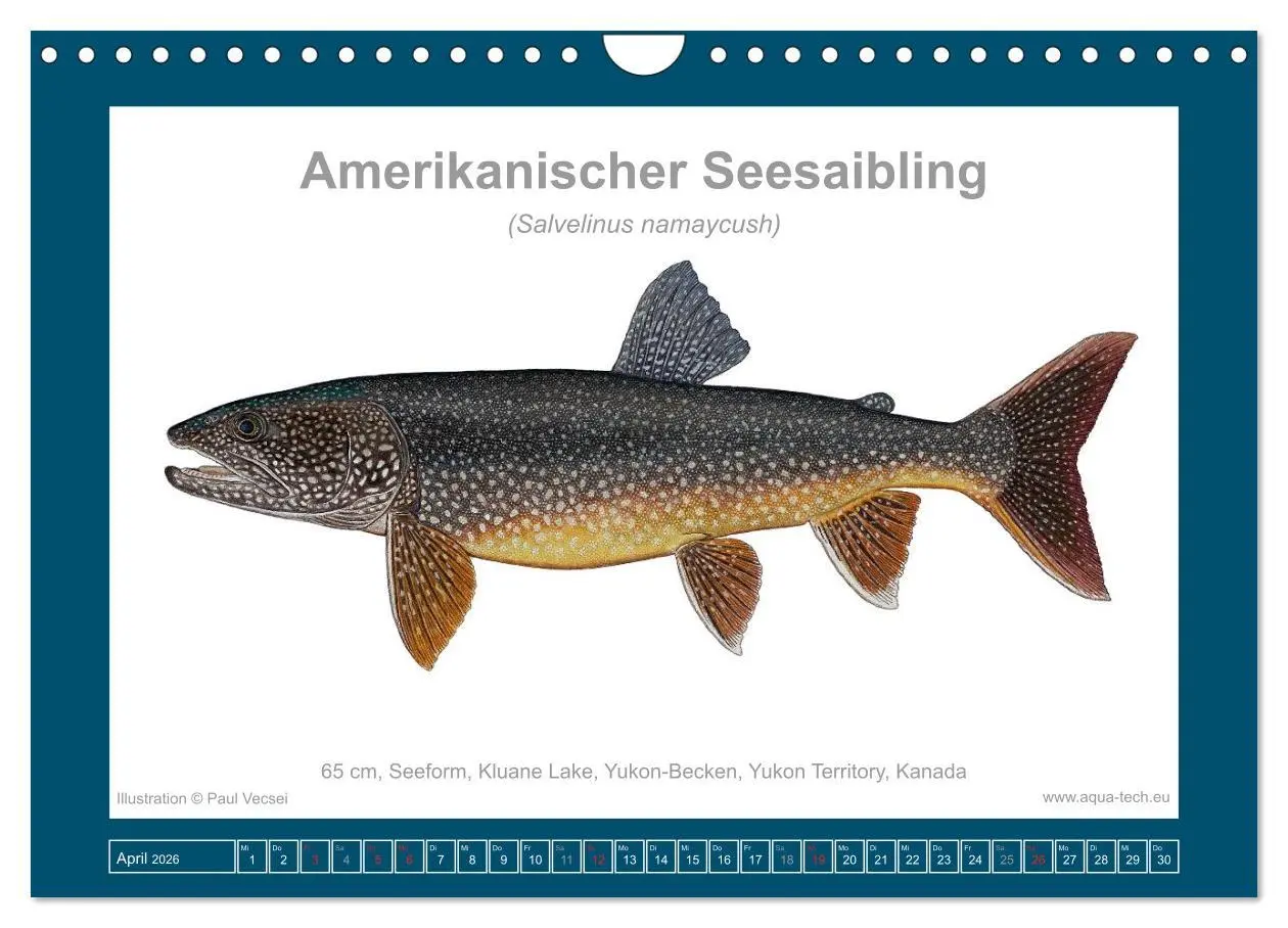 Bild: 9783516503531 | Fisch als Kunst 2026: Amerikanische Saiblinge (Wandkalender 2026...
