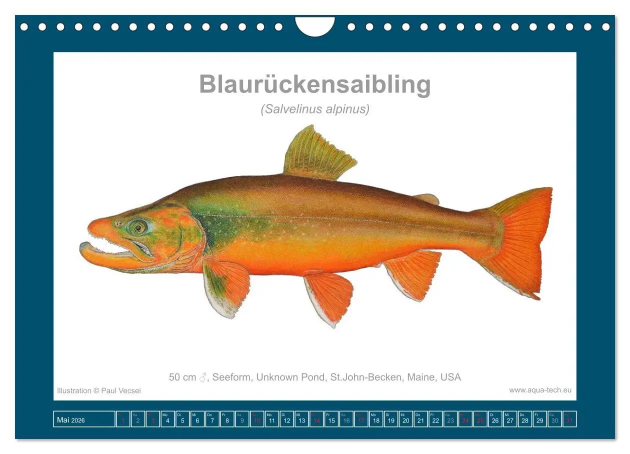 Bild: 9783516503531 | Fisch als Kunst 2026: Amerikanische Saiblinge (Wandkalender 2026...