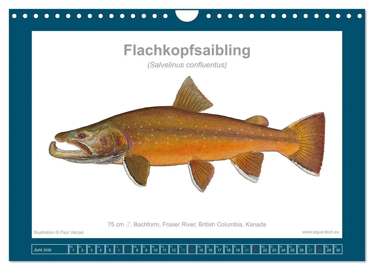 Bild: 9783516503531 | Fisch als Kunst 2026: Amerikanische Saiblinge (Wandkalender 2026...