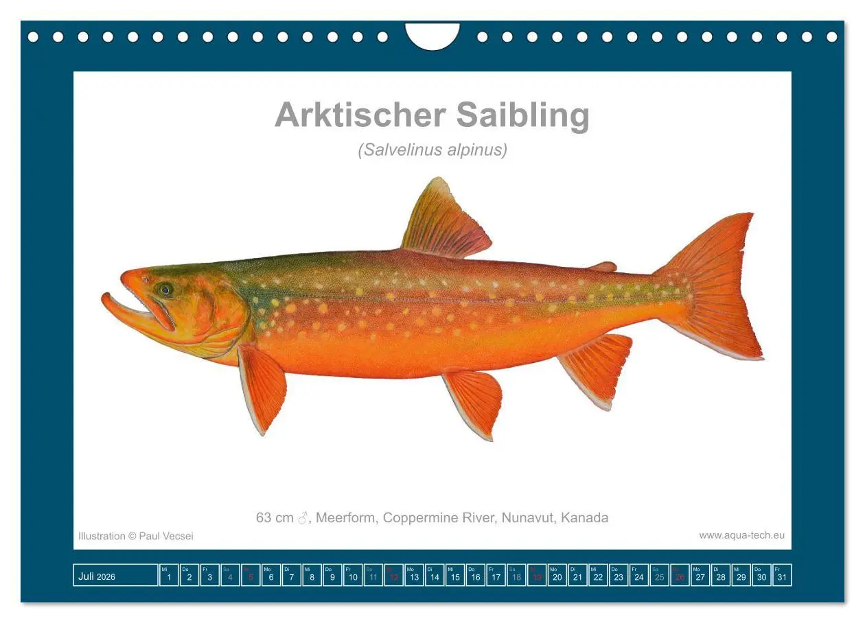 Bild: 9783516503531 | Fisch als Kunst 2026: Amerikanische Saiblinge (Wandkalender 2026...