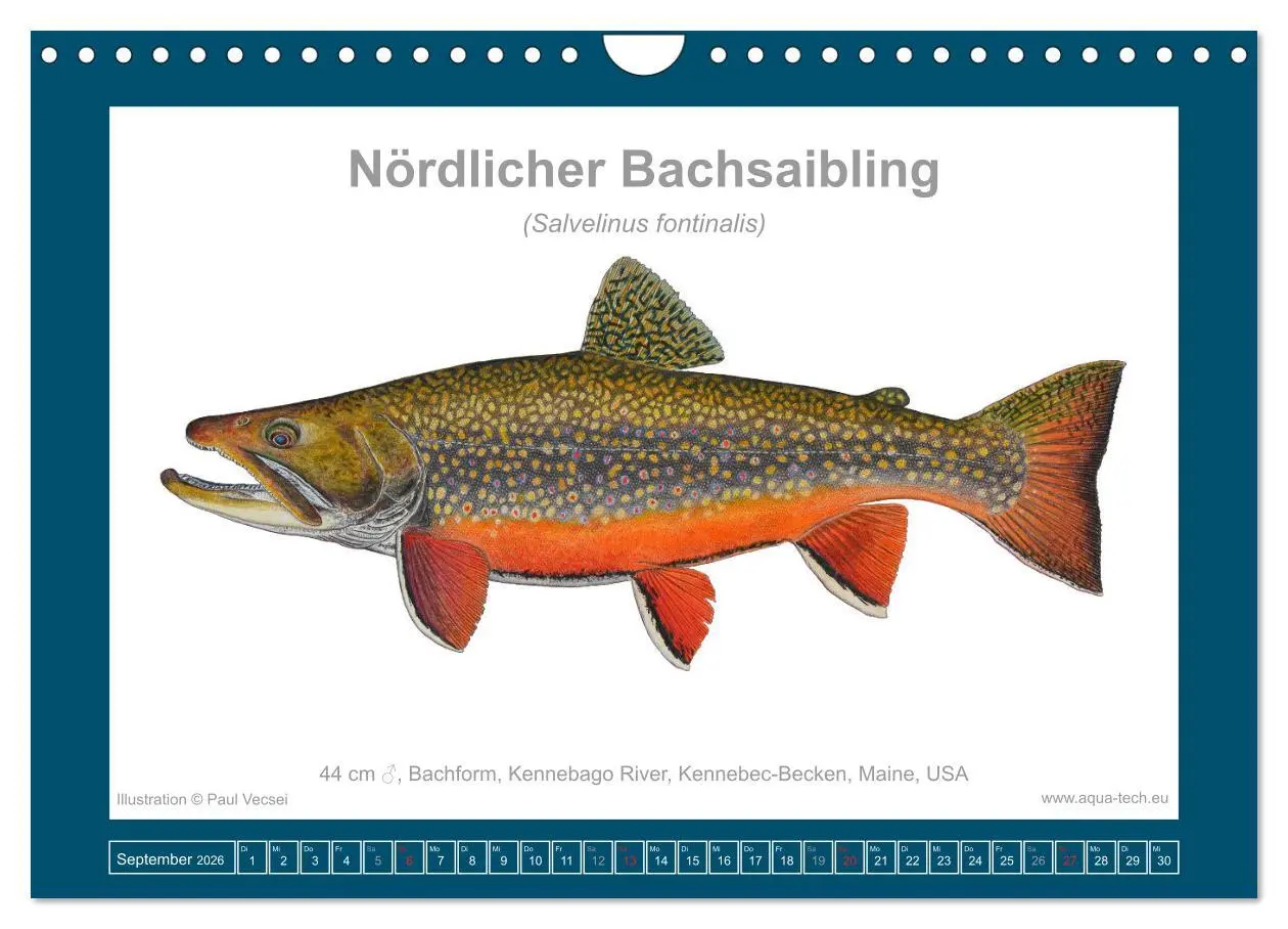 Bild: 9783516503531 | Fisch als Kunst 2026: Amerikanische Saiblinge (Wandkalender 2026...