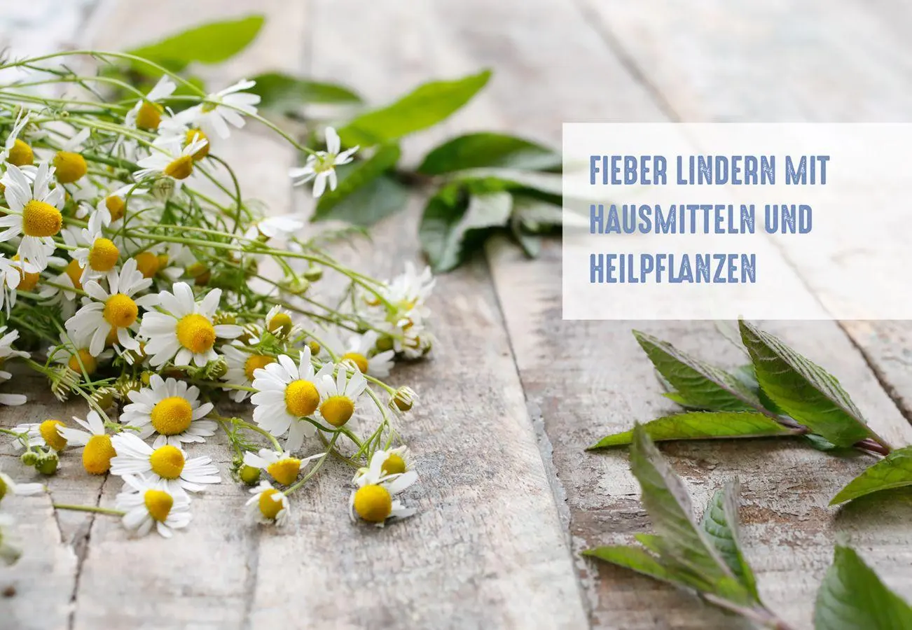 Bild: 9783818623531 | Naturheilkunde gegen Schmerzen und Fieber | Claudia Ritter | Buch
