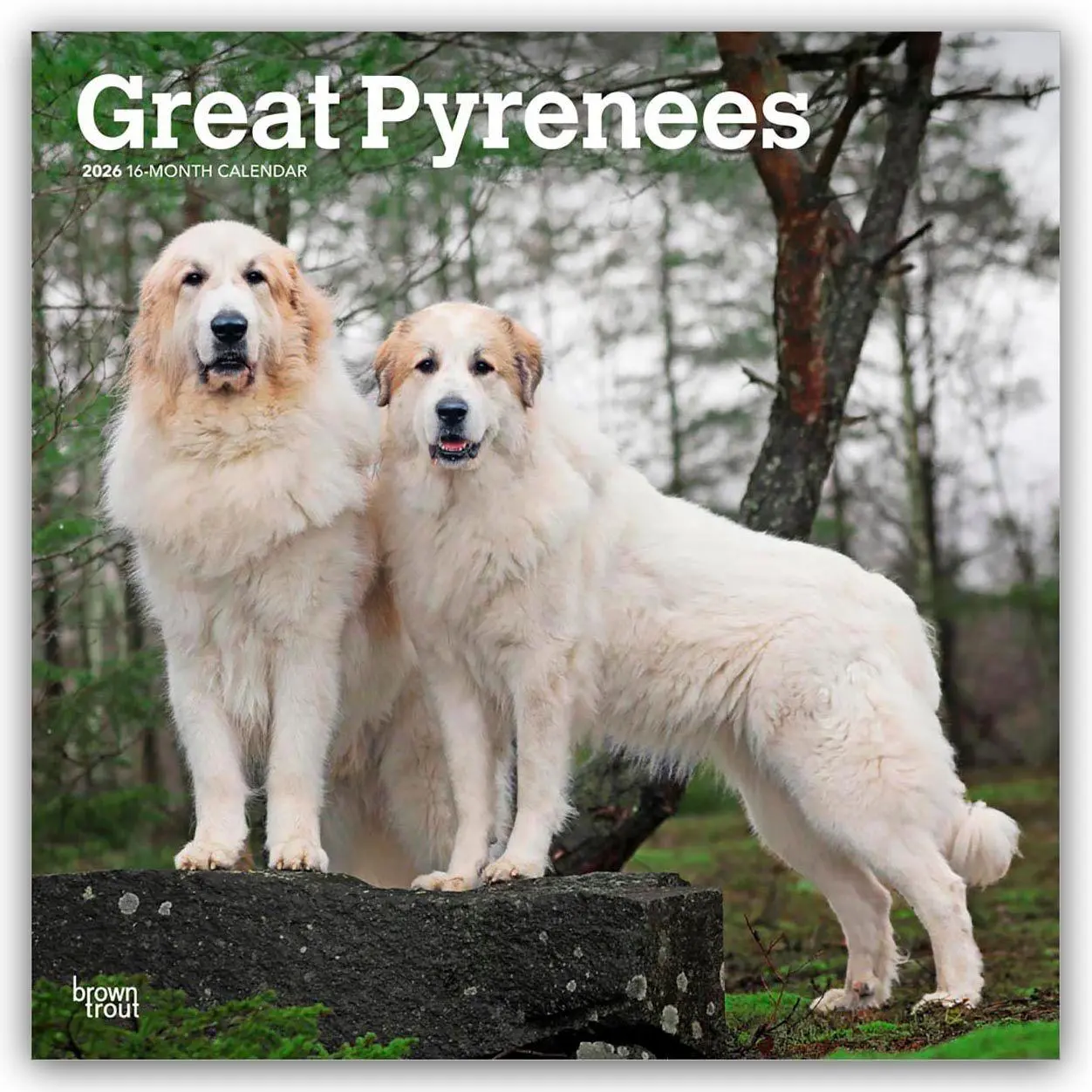 Cover: 9798330703531 | Great Pyrenees - Pyrenäenberghund 2026 - 16-Monatskalender | Kalender