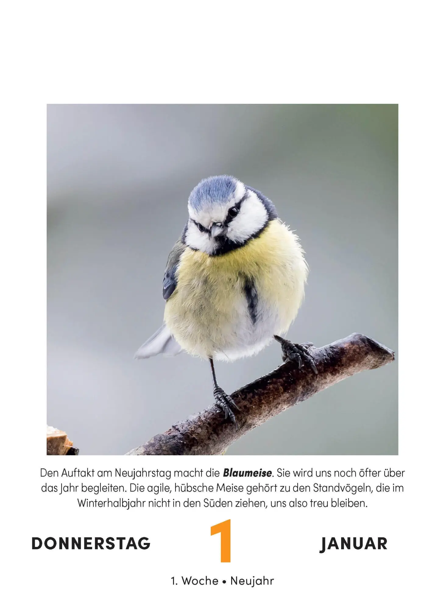 Bild: 9783517103631 | Vogelkalender 2026 - Tagesabreißkalender zum Aufstellen oder Aufhängen